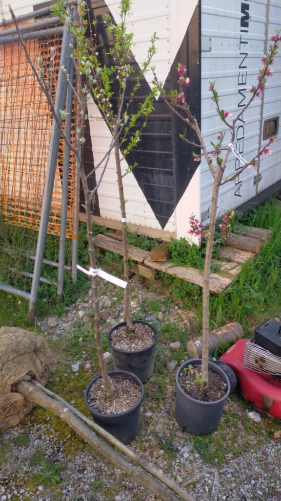 Progetto “Pro Albero”: piccoli gesti, grandi radici