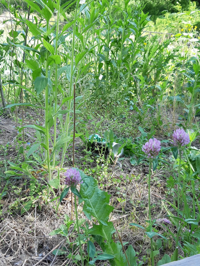 Rifiuto tra la vegetazione