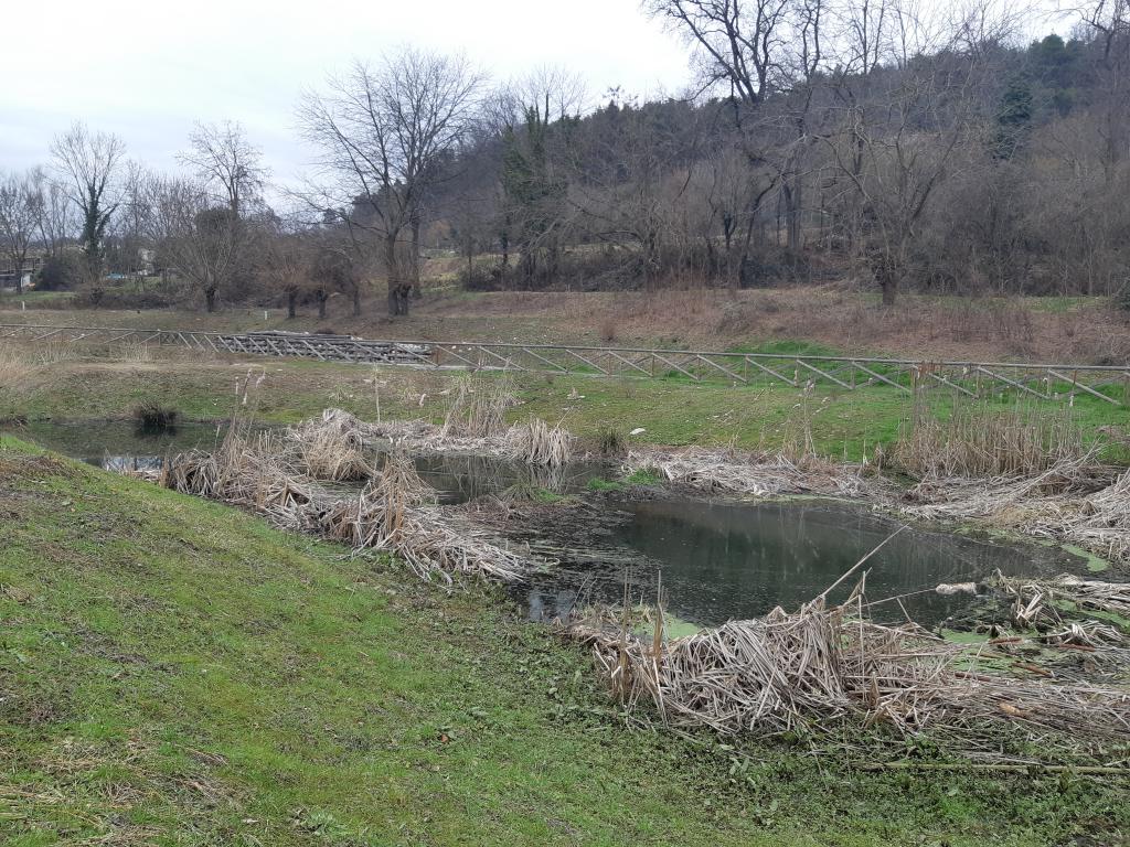 Fitodepuratore (laghetto e piante)