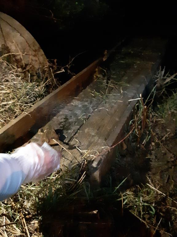Rospi al punto di rilascio al lago (2021)