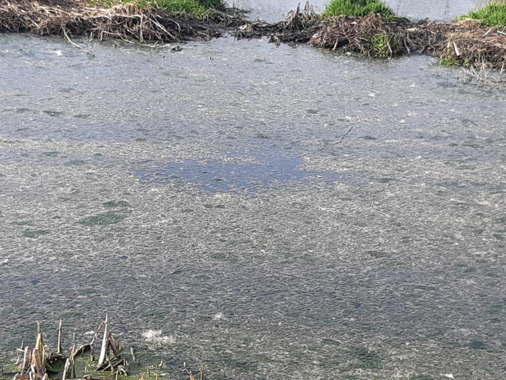 Acqua del laghetto (particolare)