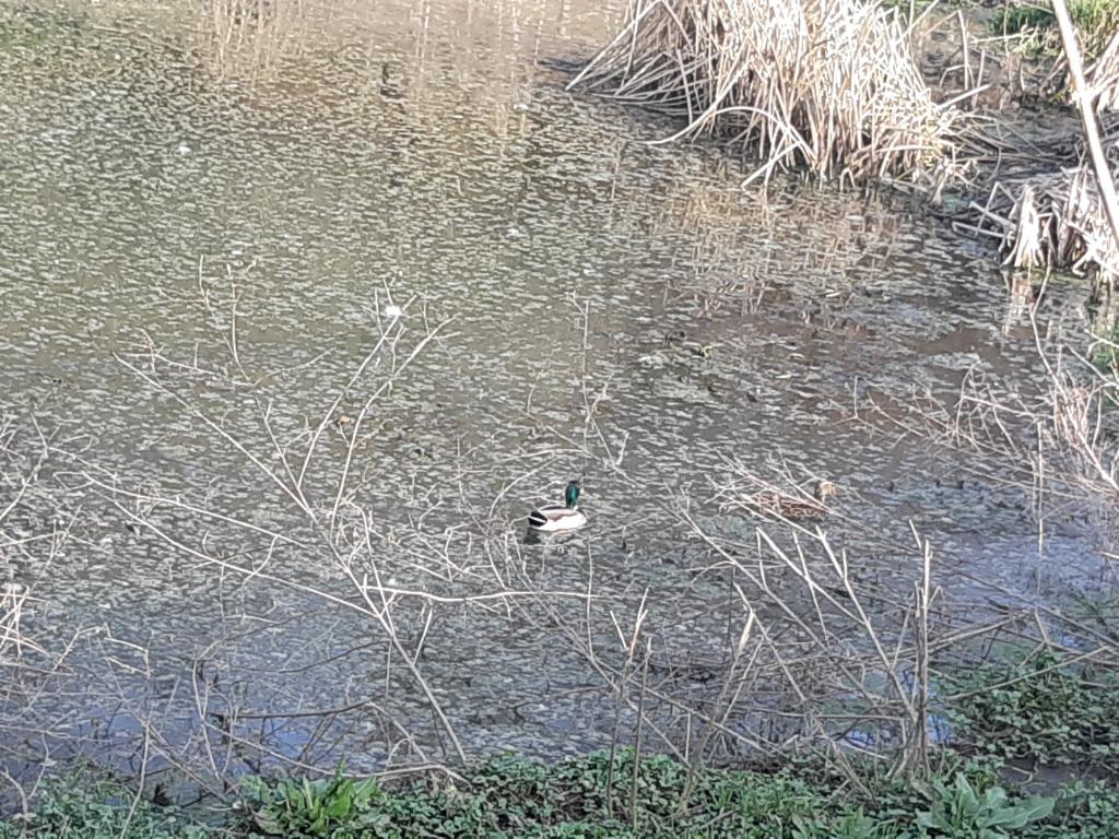 Acqua del laghetto e papera