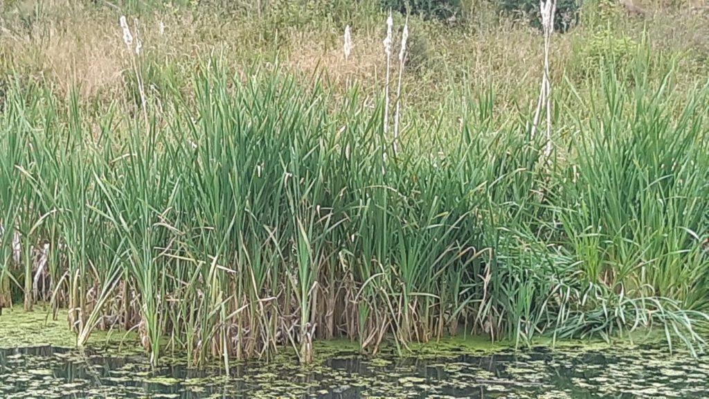 Typha Latifolia