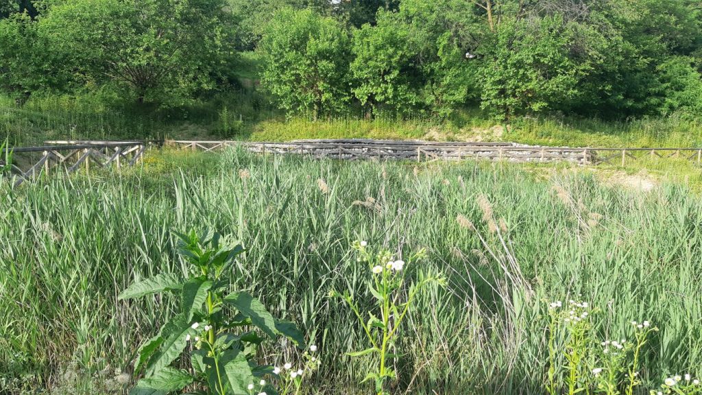 Phragmites australis