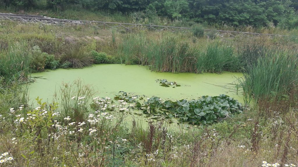 Laghetto con lenticchie d'acqua