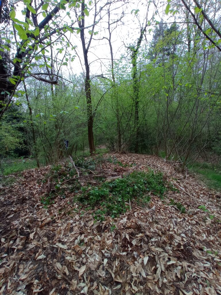 Nuovo intervento nel Bosco - Aprile 2025