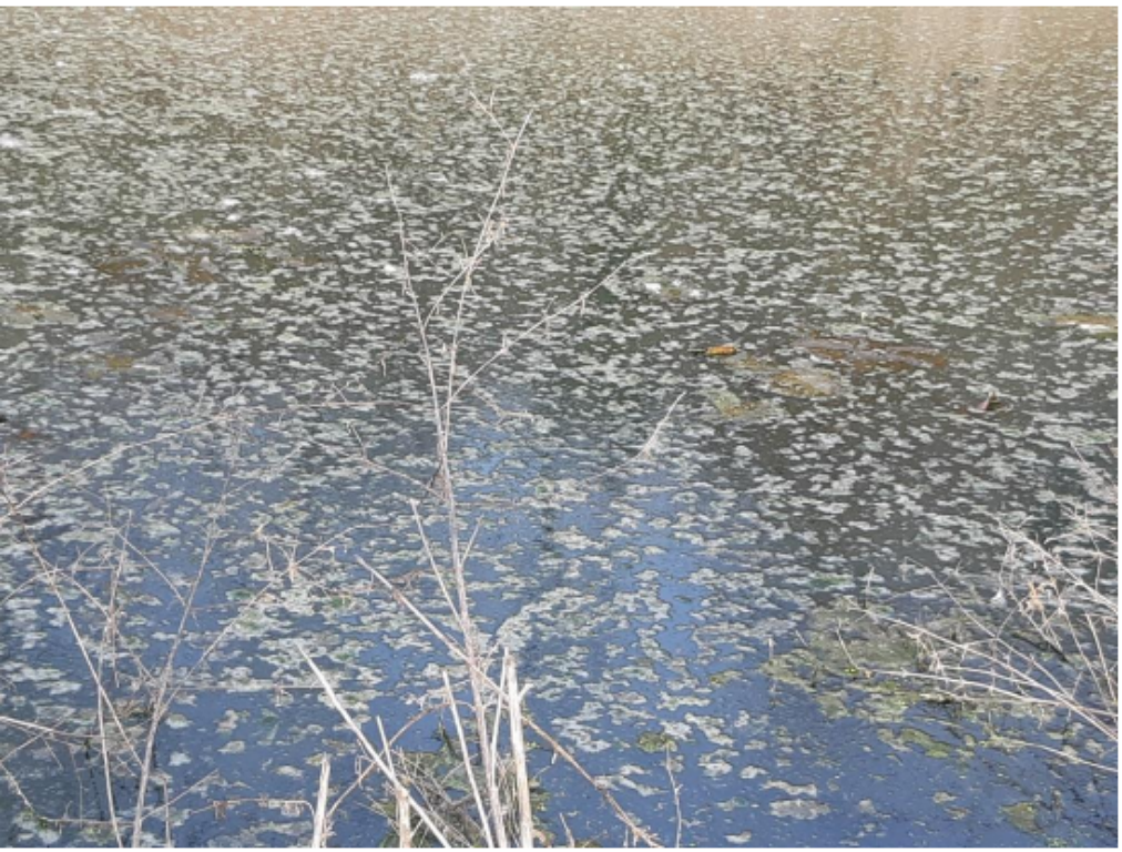 Acqua del laghetto (particolare)