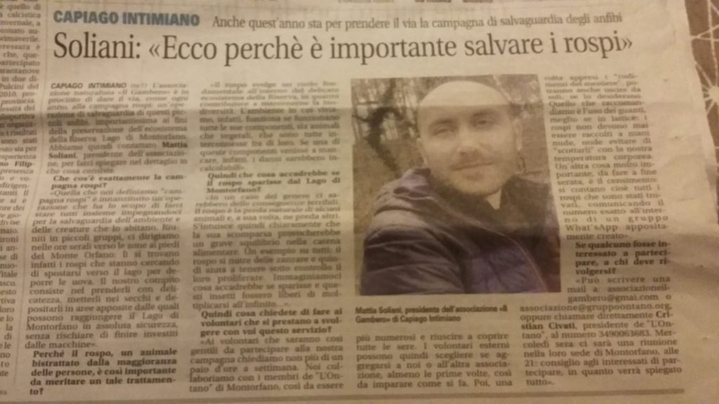 Ecco perché è importante salvare i rospi