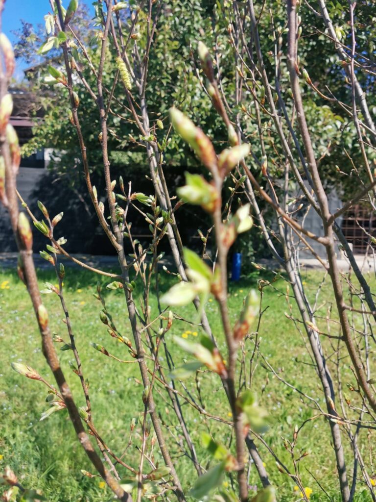 l’albero contro la violenza (aprile 2025)