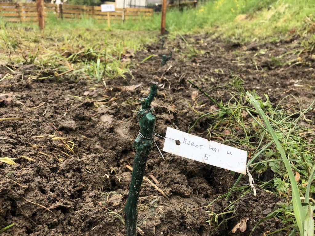 Vigna Leo: barbatelle di Merlot a dimora