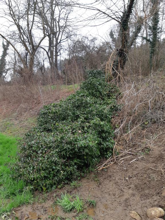 Albero caduto al fitodepuratore