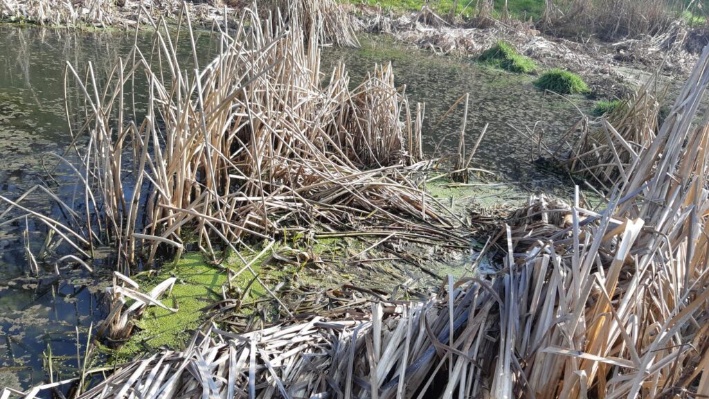 Lenticchie d'acqua tra la prima vasca e il laghetto