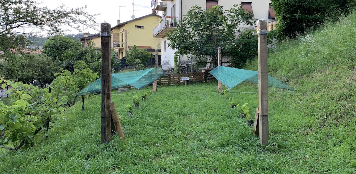 Protenzione contro la grandine a Vigna Leo