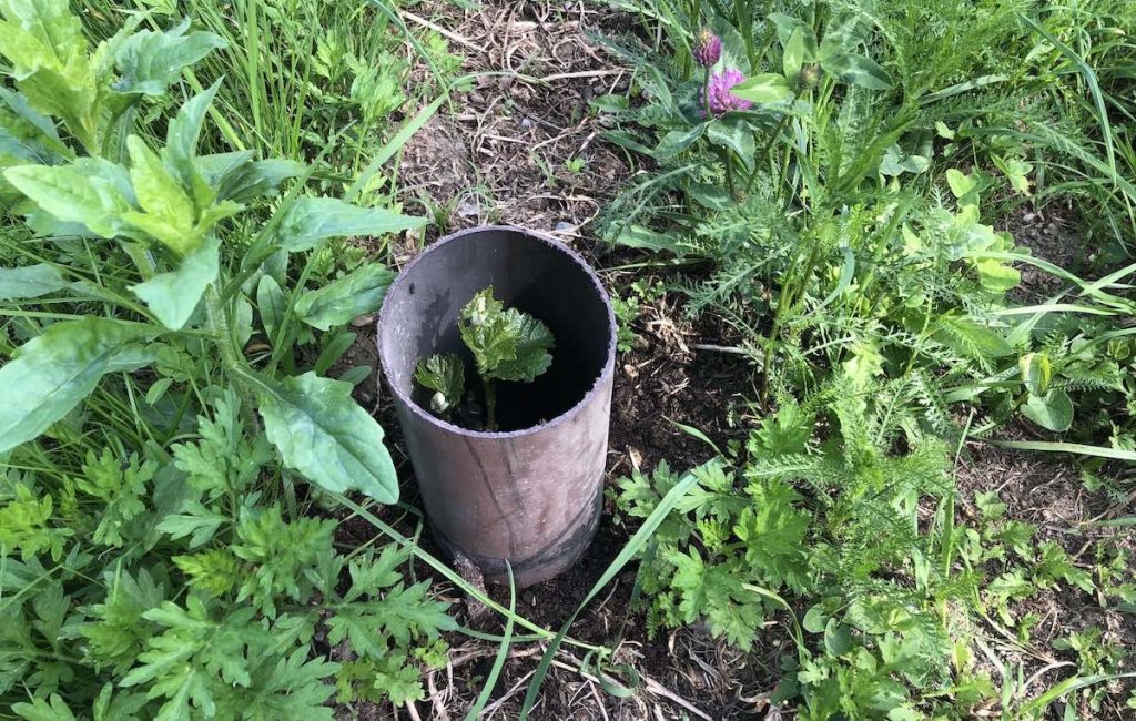 Vigna Leo: prime foglie sulle barbatelle