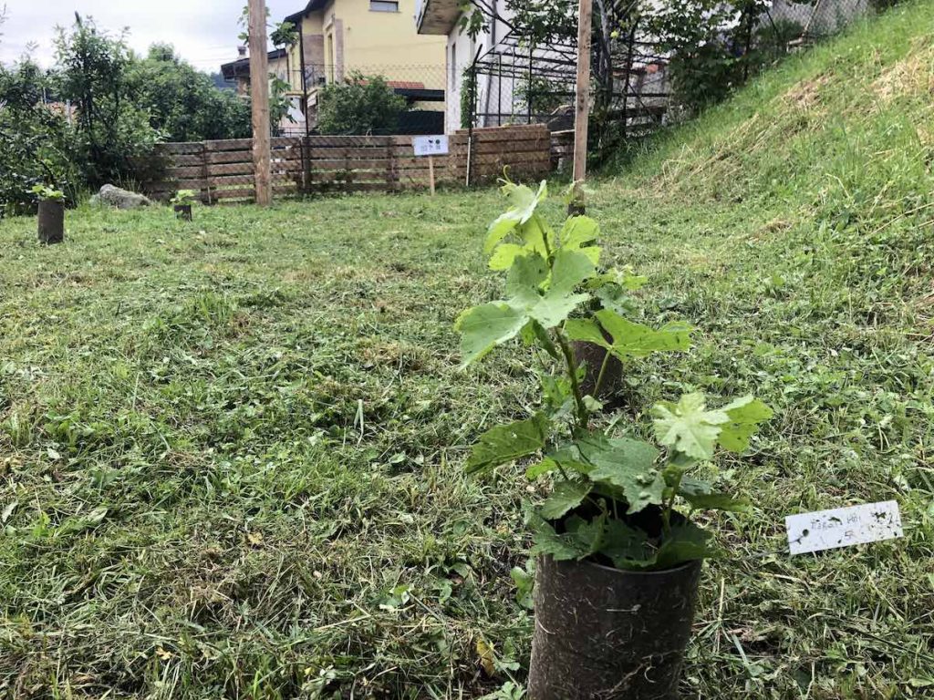 Barbatelle Vigna Leo dopo taglio prato